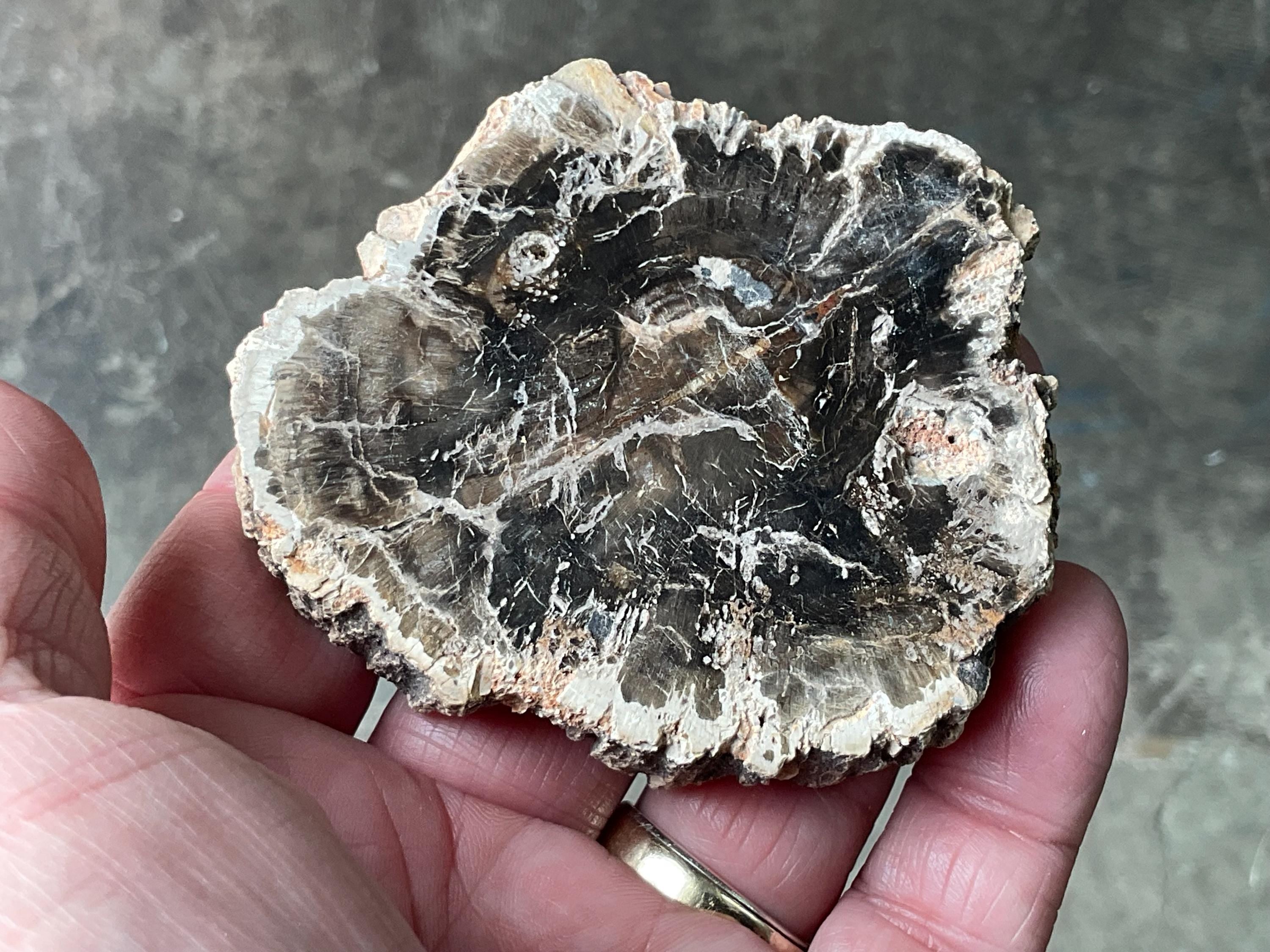 124g Indonesian Petrified Wood Polished Slab 1A