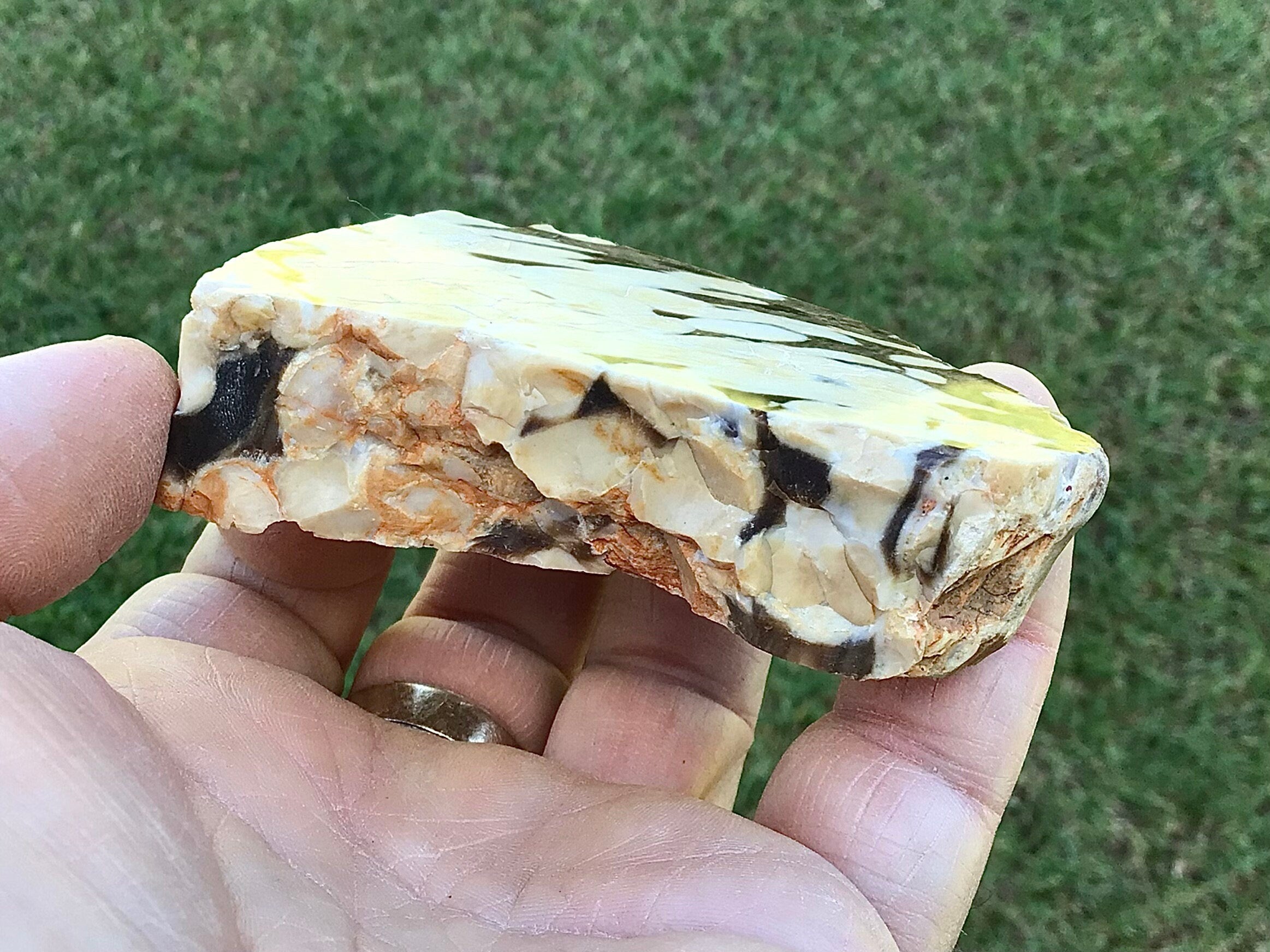 123g Polished Western Australian Peanut Wood Slice 8B