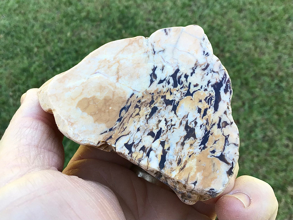 170g Polished Western Australian Peanut Wood Slice 9D