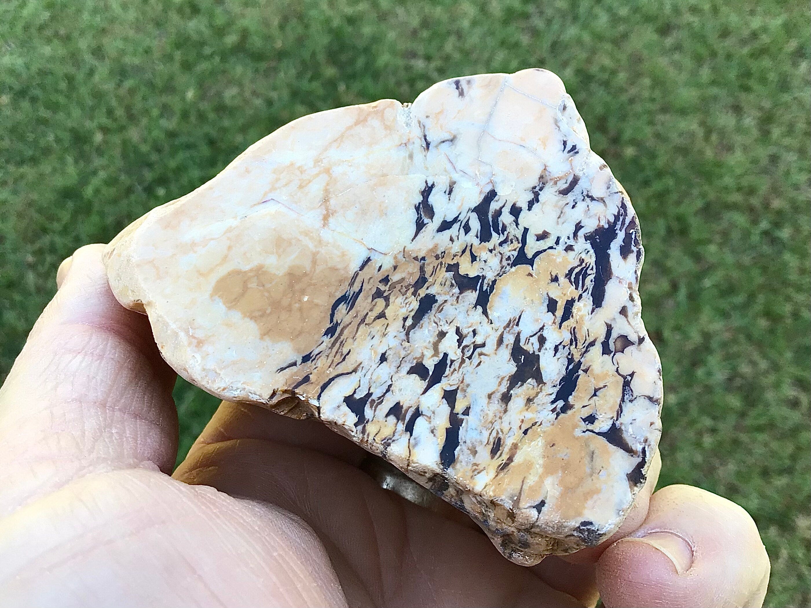 170g Polished Western Australian Peanut Wood Slice 9D