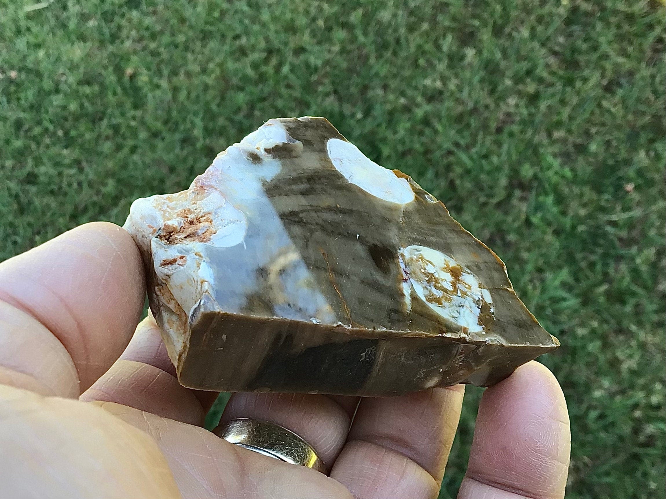 84g Polished Western Australian Peanut Wood Slice 4D