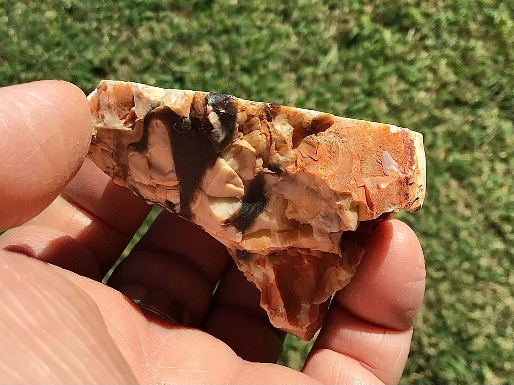 135g Polished Western Australian Peanut Wood Slice 7E