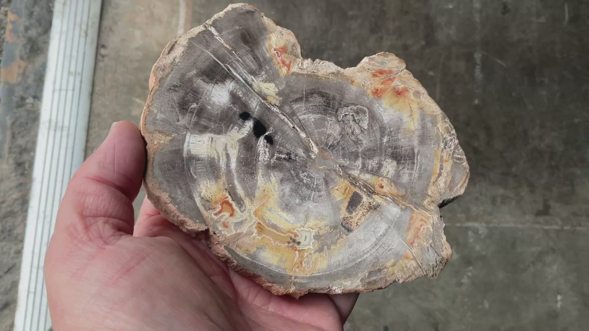 452g Indonesian Petrified Wood Polished Slab 2B