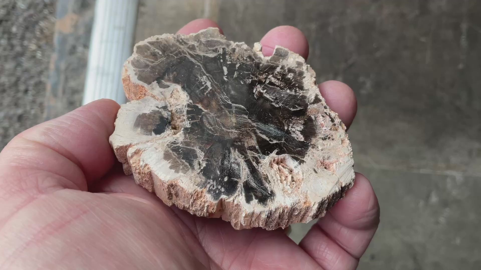 122g Indonesian Petrified Wood Polished Slab 1B