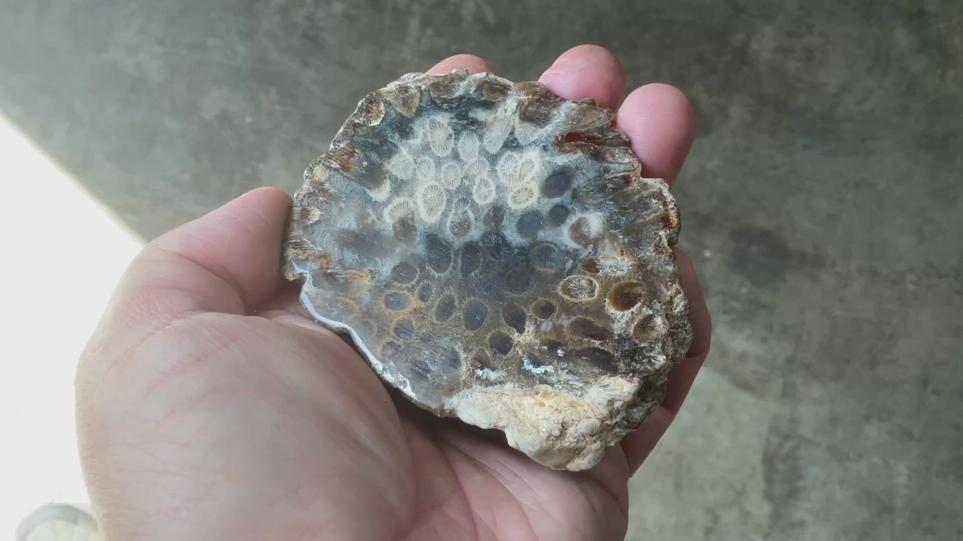 144g Fossilised/Agatised Coral Slab 3A