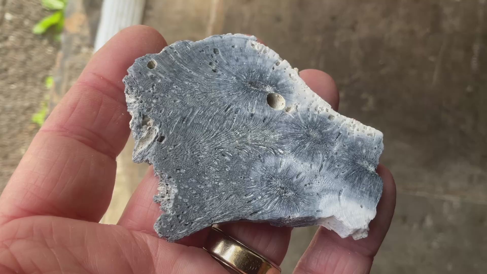 36g Natural Blue Fossilised Coral Slab 5B