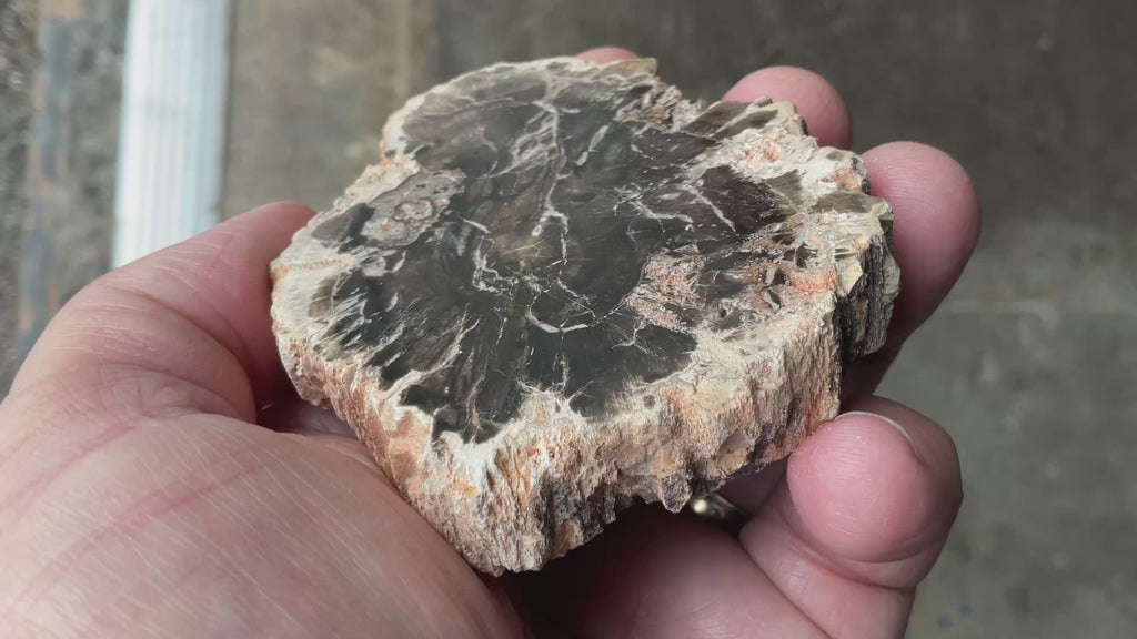 124g Indonesian Petrified Wood Polished Slab 1A