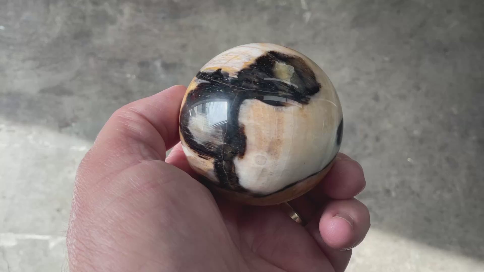 226g (6cm diameter) Opalized/Agatised Wood Sphere 1B from Springsure