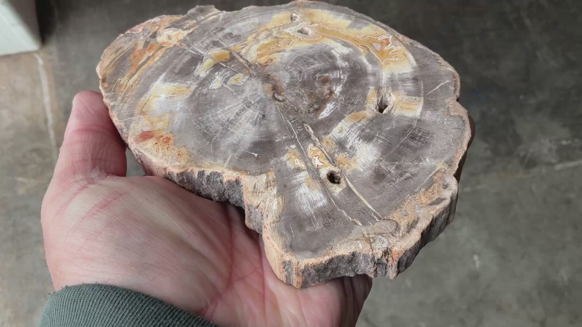 476g Indonesian Petrified Wood Polished Slab 2C
