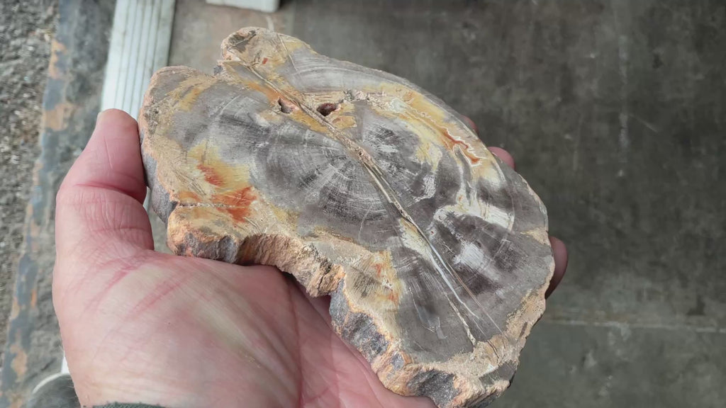 430g Indonesian Petrified Wood Polished Slab 2A